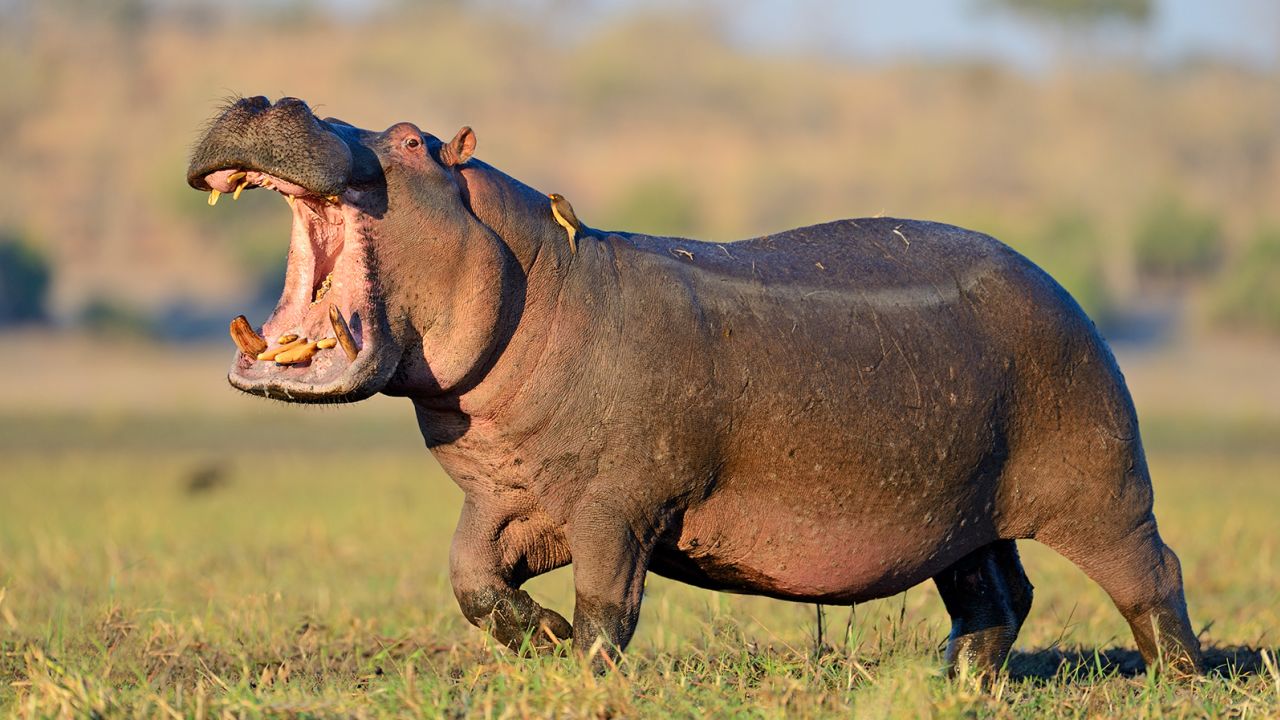 Les hippopotames sont chez eux dans l’eau ou sur terre. Cet hippopotame se trouvait dans le parc national de Chobe, situé dans le célèbre delta de l’Okavango, au nord du Botswana.