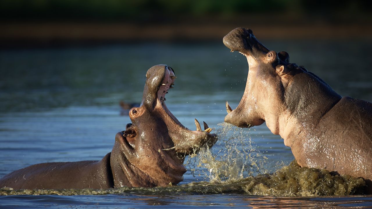 Deux hippopotames s’affrontent South AfRica. Les mâles peuvent s’engager dans des affrontements pour le leadership de leurs groupes, les privilèges d’accouplement ou sur le territoire.