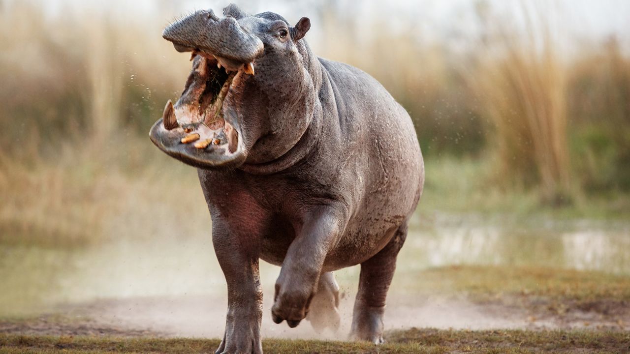 Un hippopotame mâle charge un véhicule en Afrique. Il est important de suivre les règles et de rester dans votre véhicule lorsqu’on vous le demande. Sur de courtes distances, les hippopotames peuvent dépasser les gens - même le sprinter Usain Bolt ne pouvait pas s’enfuir.