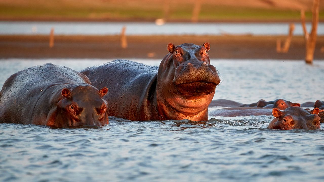 Ces hippopotames patrouillent leur partie du lac artificiel Kariba au Zimbabwe pendant la soirée. Les gens doivent être particulièrement prudents dans le territoire des hippopotames lorsque le soleil se couche et qu’il fait noir.
